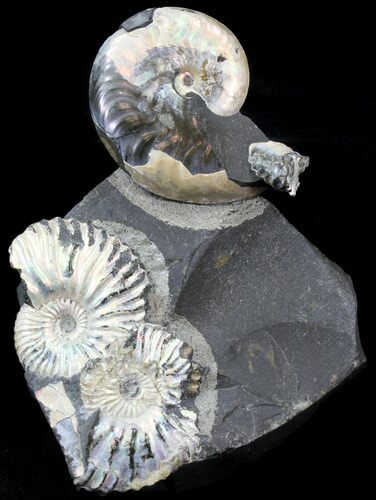 Iridescent Deschaesites & Aconeceras Ammonite Cluster #29778